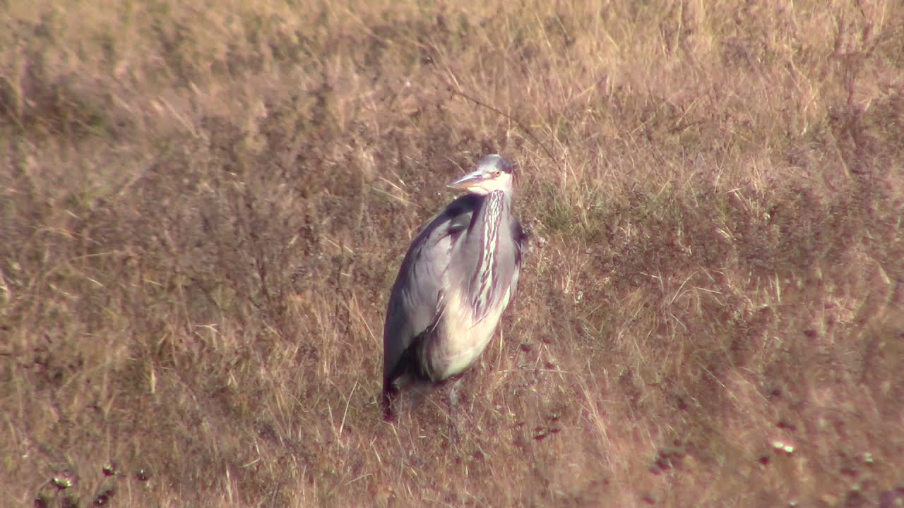 Sz&uuml;rke g&eacute;m a mezőn