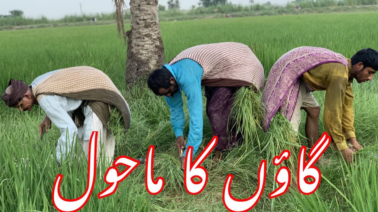 Simple village life daily routine work/working hard and enjoying the work