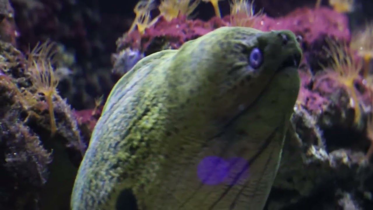 Eel
