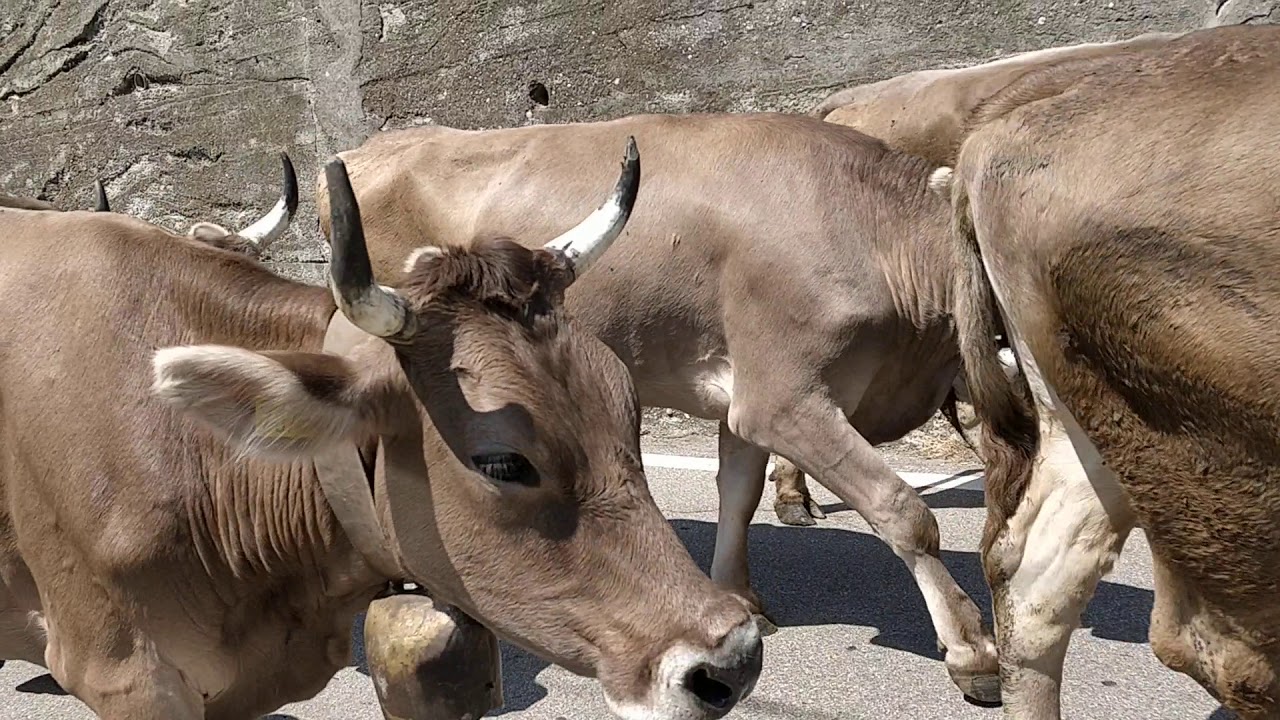 Transumanza 
