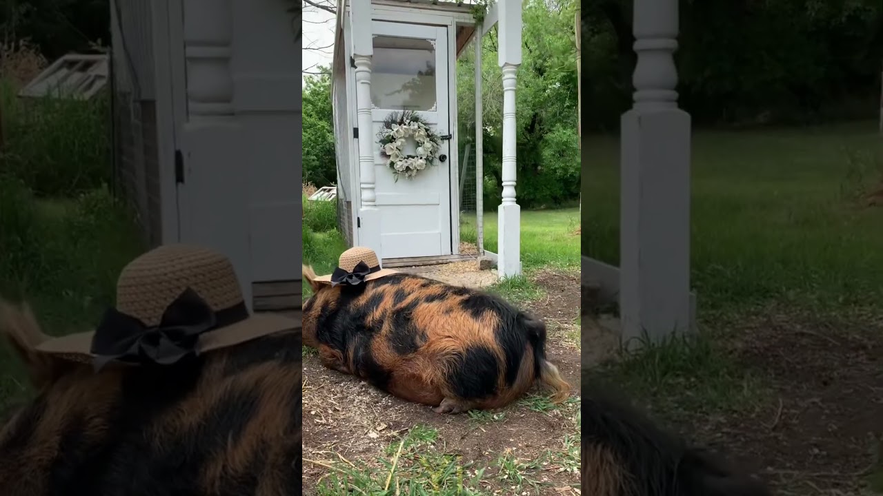 #piggy