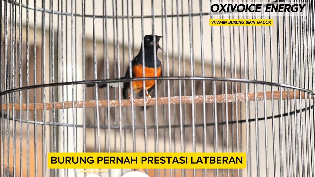 Murai Tembakan volume cetar ❗
