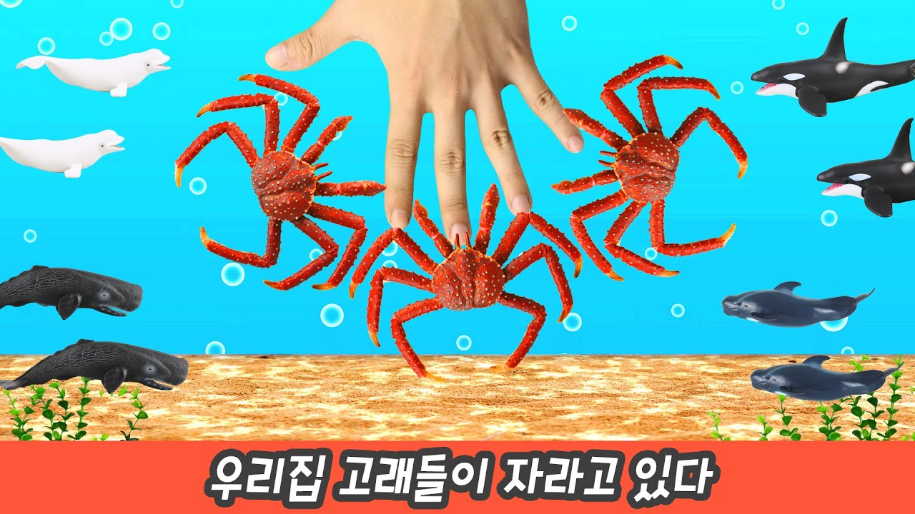 한국어ㅣ 우리집 고래들이 자라고 있다, 고래랑 해양동물 이름 맞추기, 어린이 동물만화ㅣ꼬꼬스토이