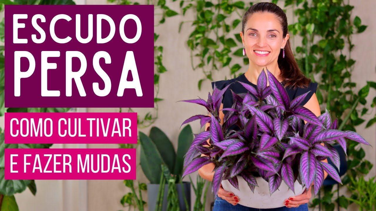 FOLHAS ROXAS METÁLICAS - CONHEÇA o ESCUDO PERSA