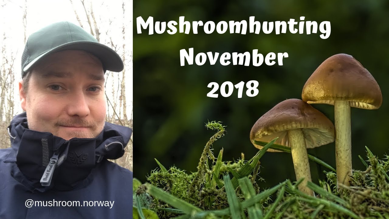 Mushroomhunting November 2018