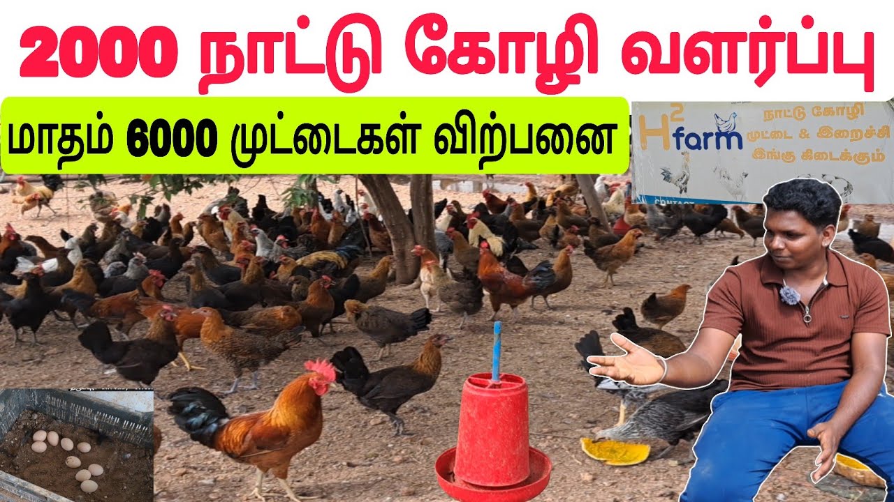 2000 நாட்டுக்கோழி வளர்ப்பு /  மாதம் 2லட்சம் வருமானம் #நாட்டுக்கோழி #கோழிவளர்ப்பு #kozhivalarpu 