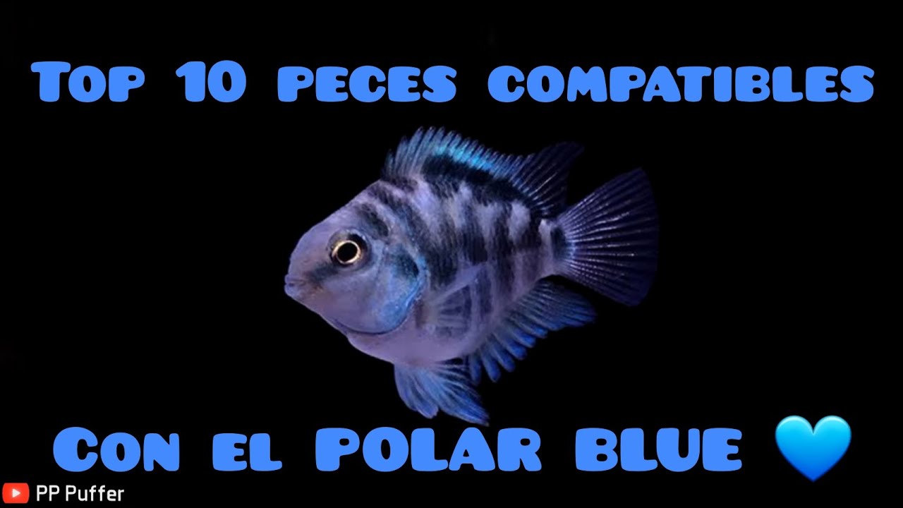 Top 10 Peces Compatibles con el POLAR BLUE 💙