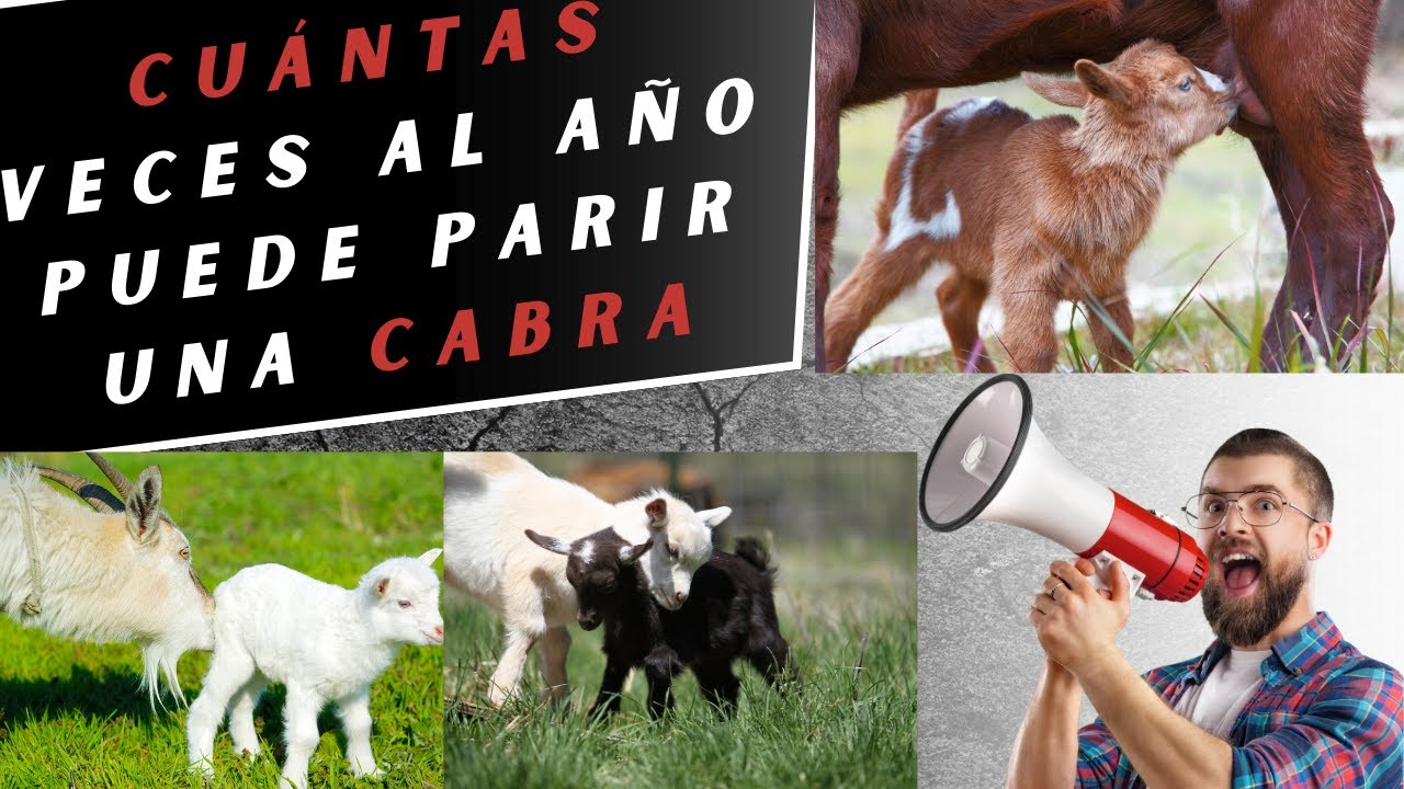 L&iacute;mite de pariciones: Razas de cabras m&aacute;s prol&iacute;ficas