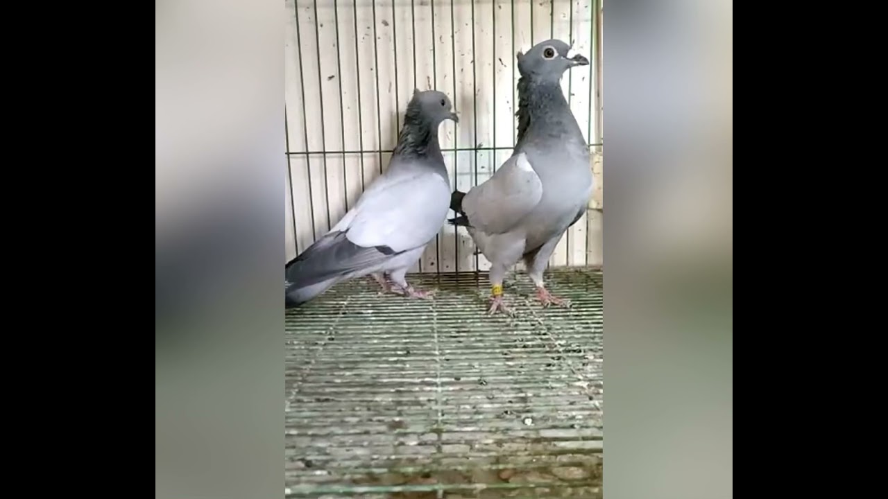 اللبان الدكر للحمام ومفعوله السحري هيخلي الحمام يبيض في خلال ٣ايام