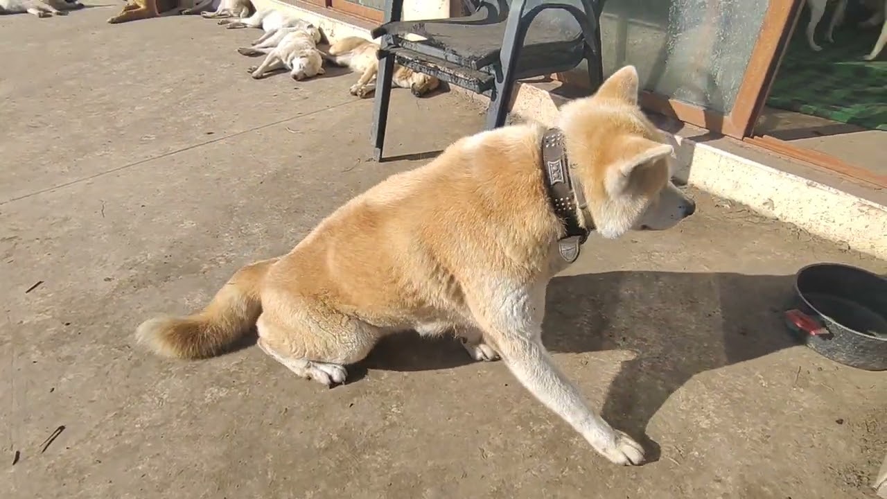 Nach plötzlichem Todesfall habe ich fünf Akita Hunde übernommen
