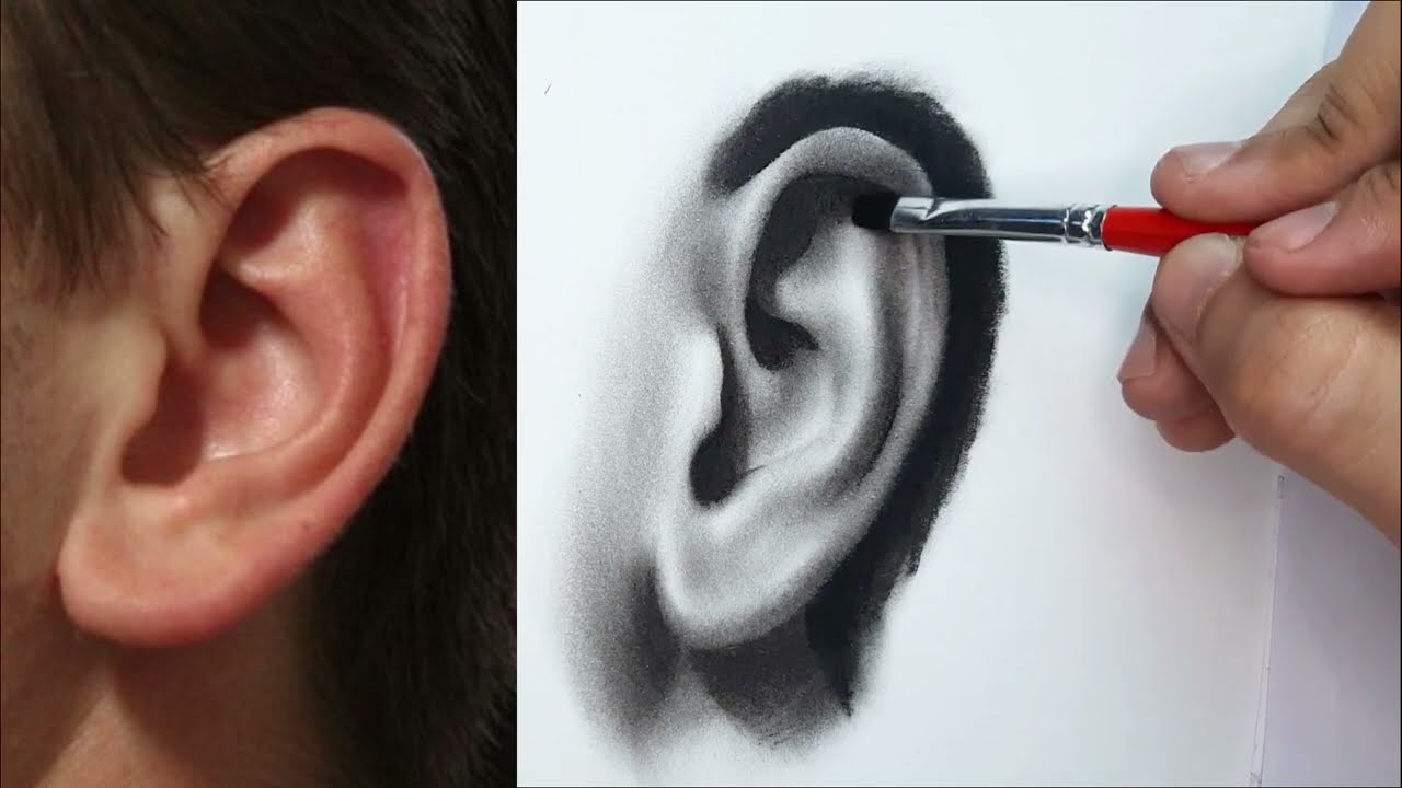 تعليم الرسم بالفحم _ رسم الاذن