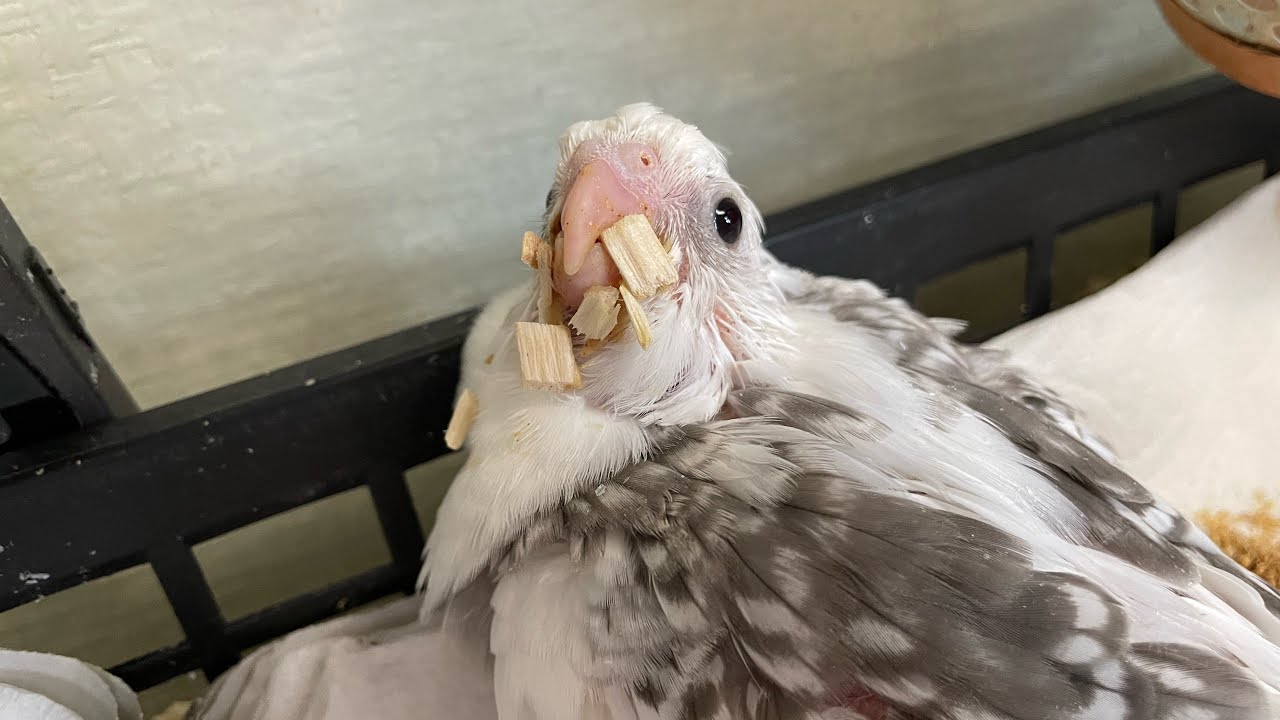 [オカメインコ] 一人餌の開始のタイミングと一人餌にするコツ　Gabu and his boon buddies
