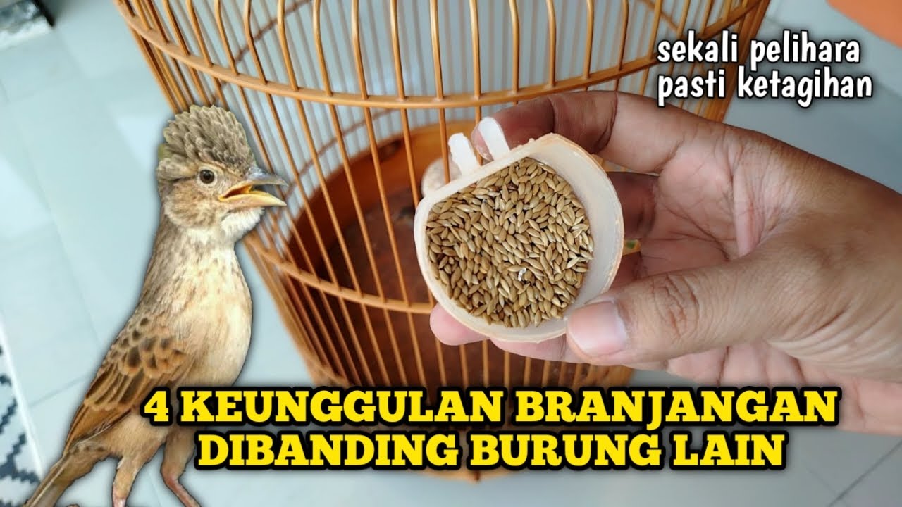 KEUNGGULAN PELIHARA BURUNG BRANJANGAN DIBANDING PELIHARA BURUNG LAIN