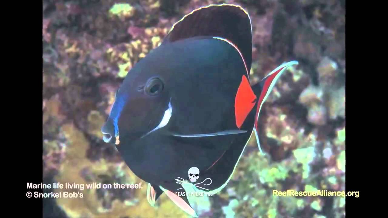 Achilles Tangs
