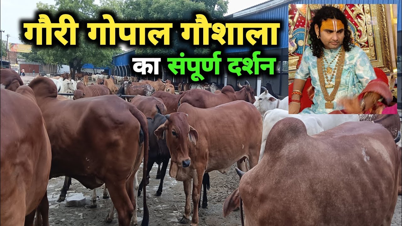 अनिरुद्धाचार्य जी महाराज का गौशाला 🚩| Gauri Gopal gaushala Vrindavan | #gaurigopalgaushala #gaushala