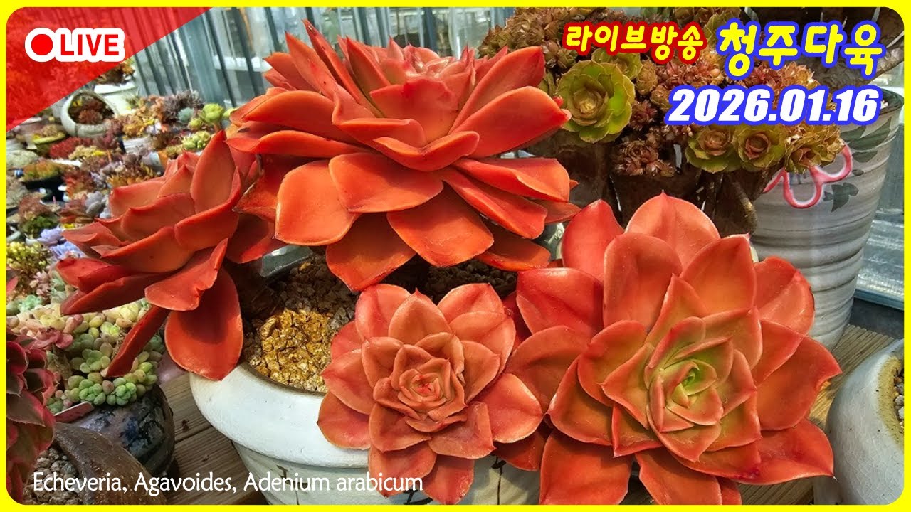 다육이 라이브 방송!  리더에요!  힐링타임 가져봅시다.  #다육 #succulent #plants #다육이라방 #livestream #korean