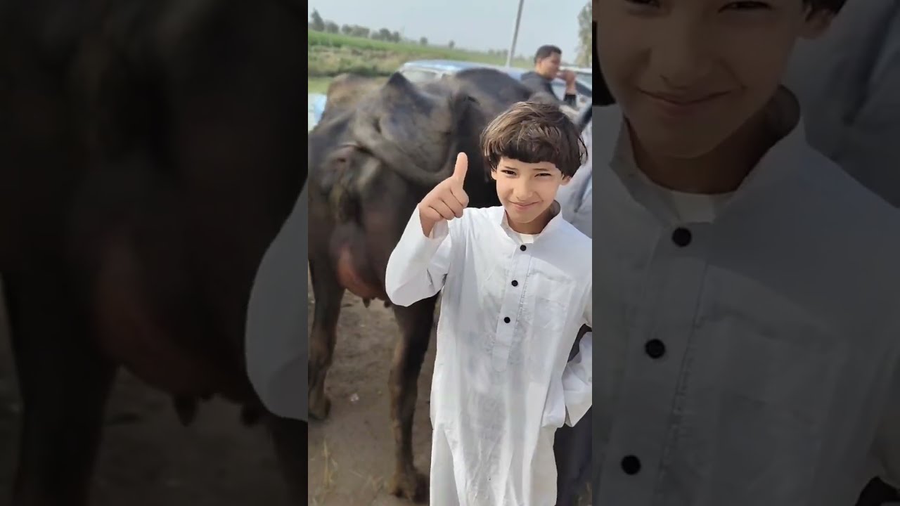 فيديو منوعات في سوق دمنهور العمومي للمواشي