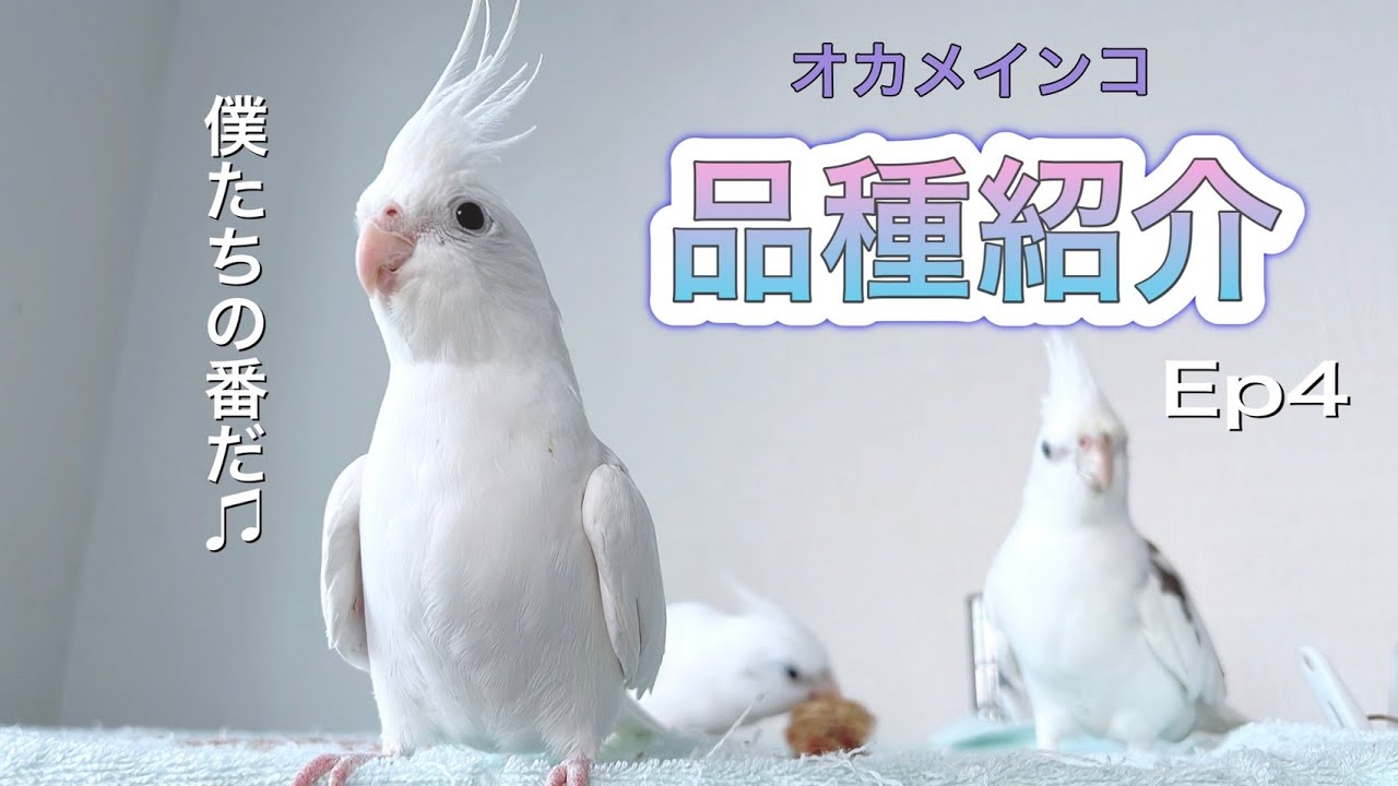 オカメインコの品種紹介～Ep４　パール ＊ パールパイド ＊ パイドです♪