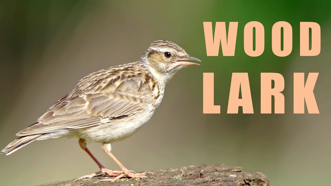 Bird sounds - WOODLARK bird singing in the spring forest