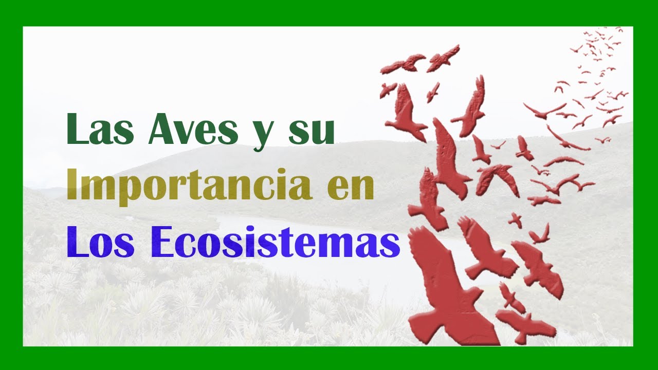 AVES; su IMPORTANCIA y FUNCIONES en los 🦩🦢🦜 Ecosistemas