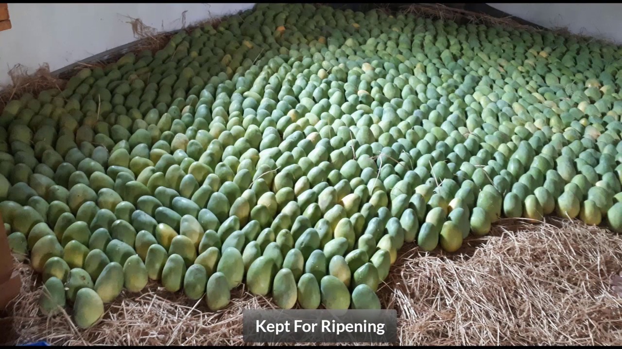 Mangoes Harvesting and Ripening Process