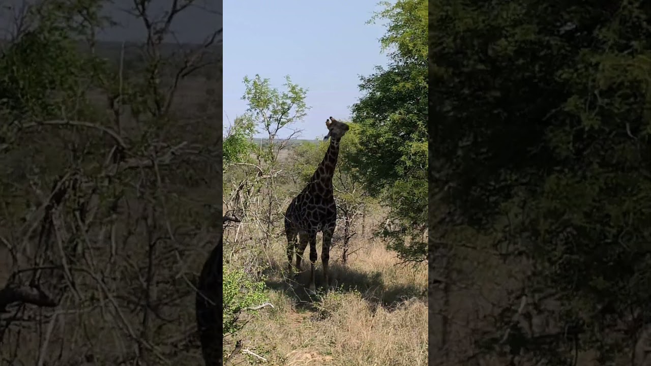 Google Pixel 8 Pro x Sør-Afrika