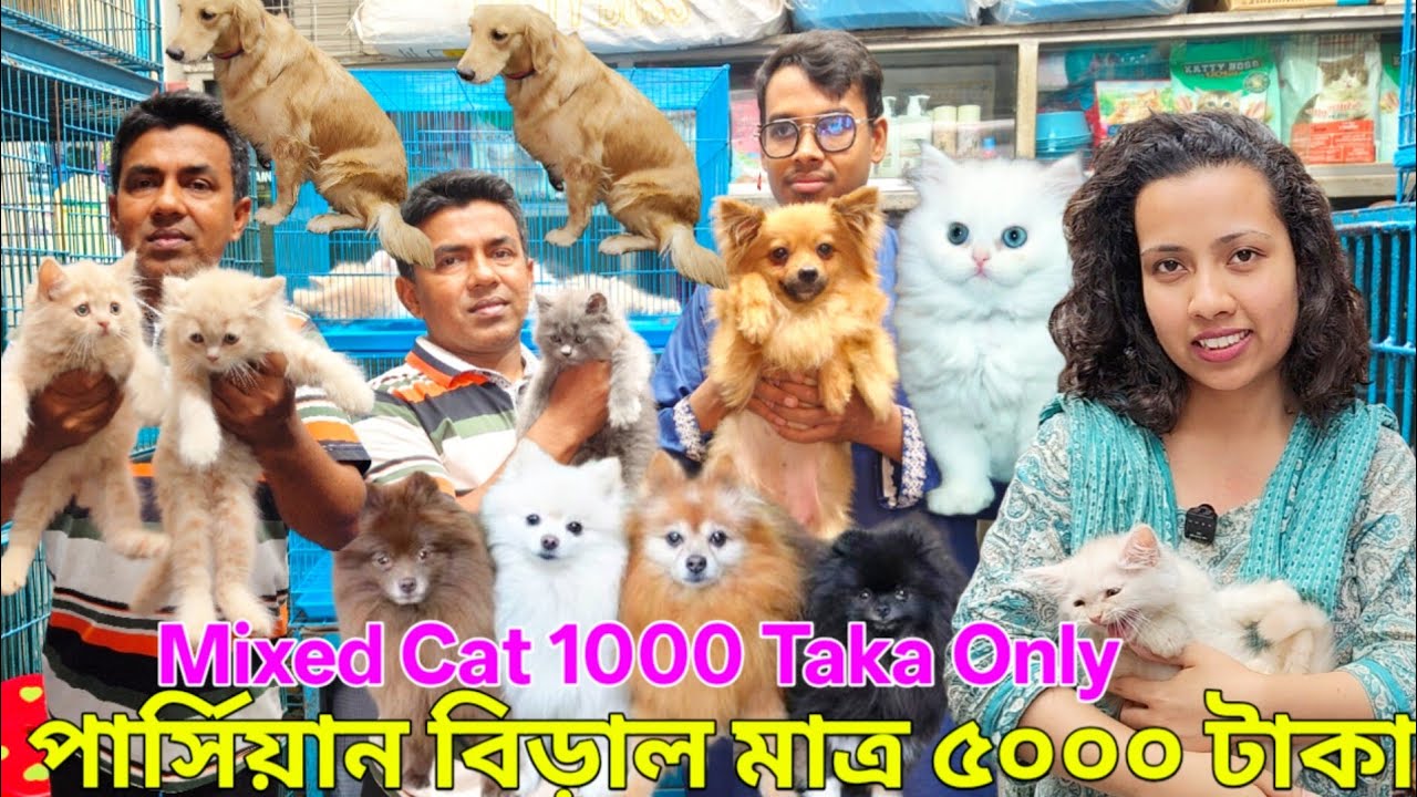 Mixed Breed cat price in Bangladesh | Katabon Animal Market in Bangladesh | Katabon Cat price #pet