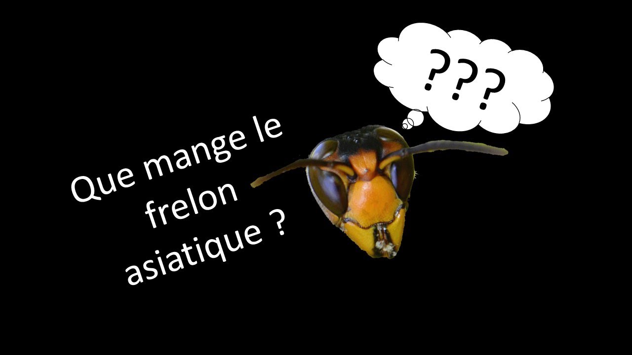 L'alimentation mystérieuse du frelon asiatique