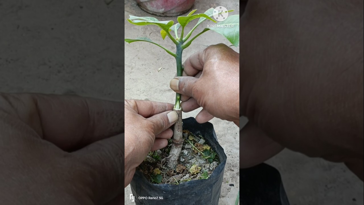 Grafting Mangoes: 25 Days Later #shorts #mango #grafting #graden