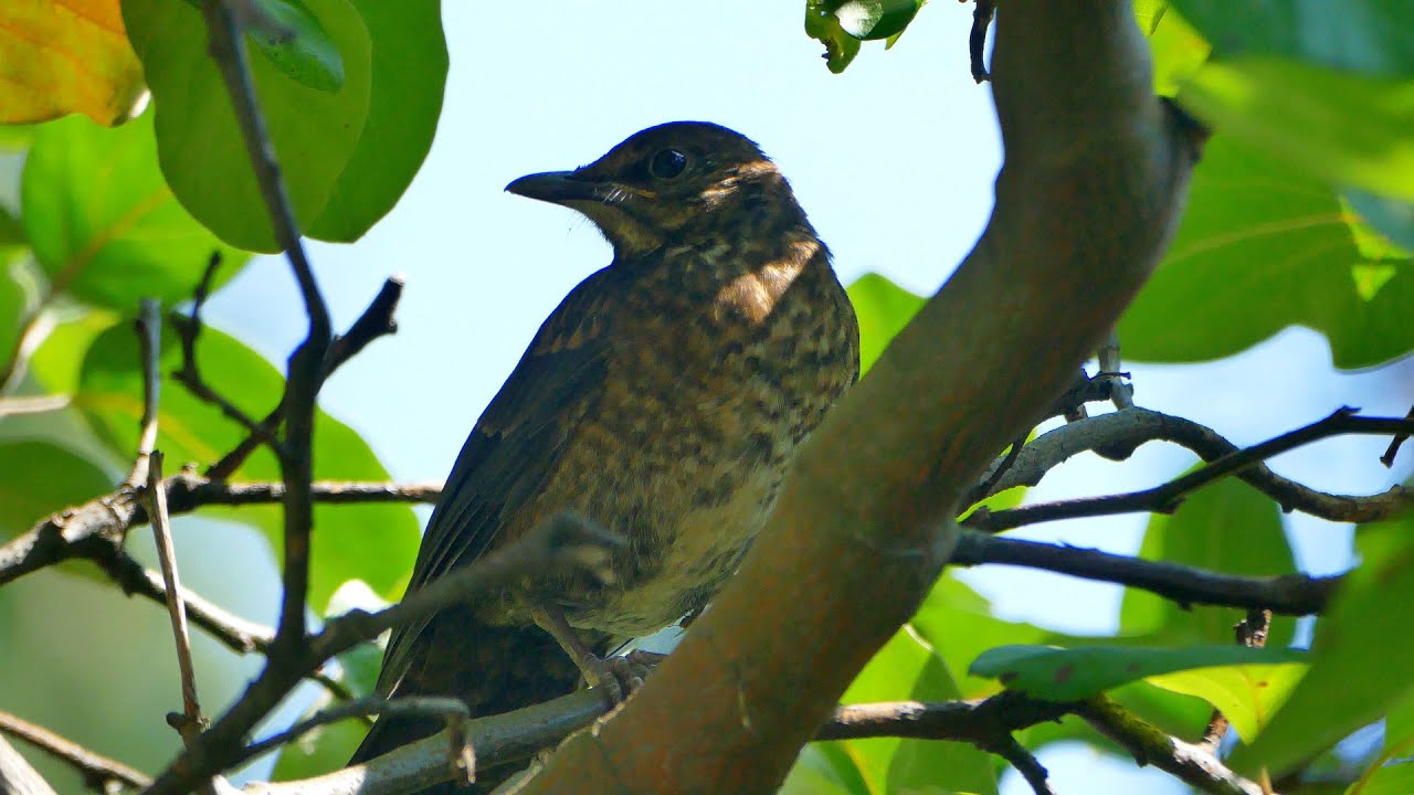 Młody kos w ogrodzie (samiec?) (Turdus merula) (4K)