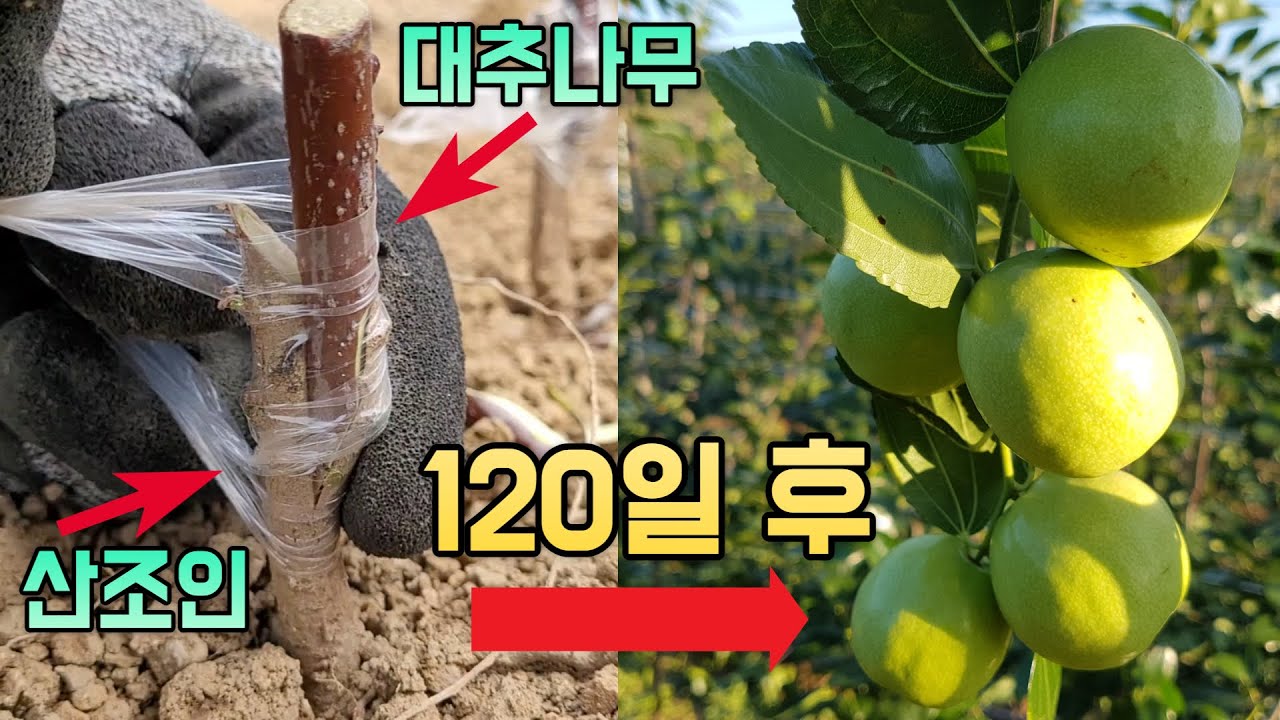 대추나무 폭풍성장, 99%가 모르는 3가지의 핵심