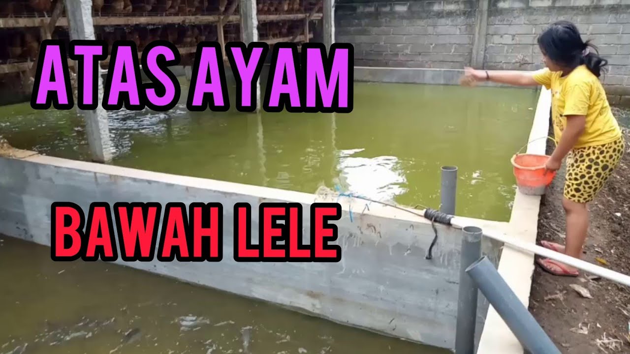 Kolam Lele Dibawah Ayam Petelur