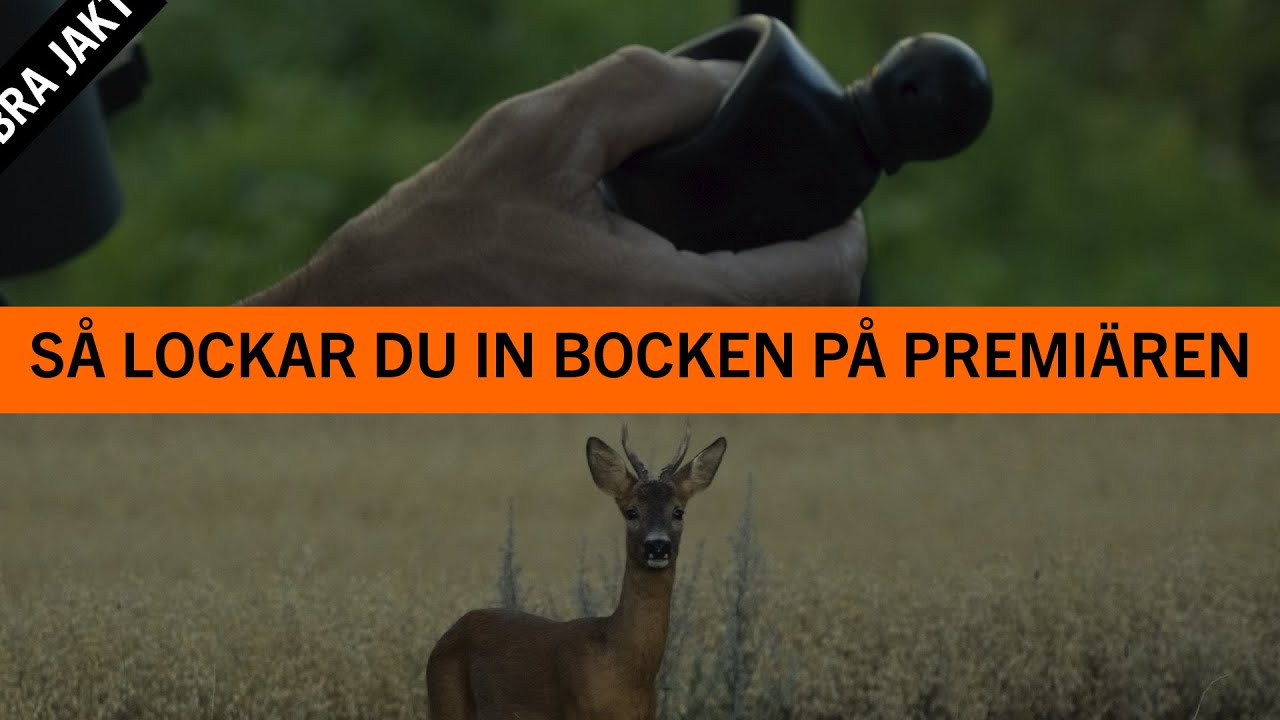 SÅ LOCKAR DU IN BOCKEN PÅ PREMIÄREN!| BRA JAKT
