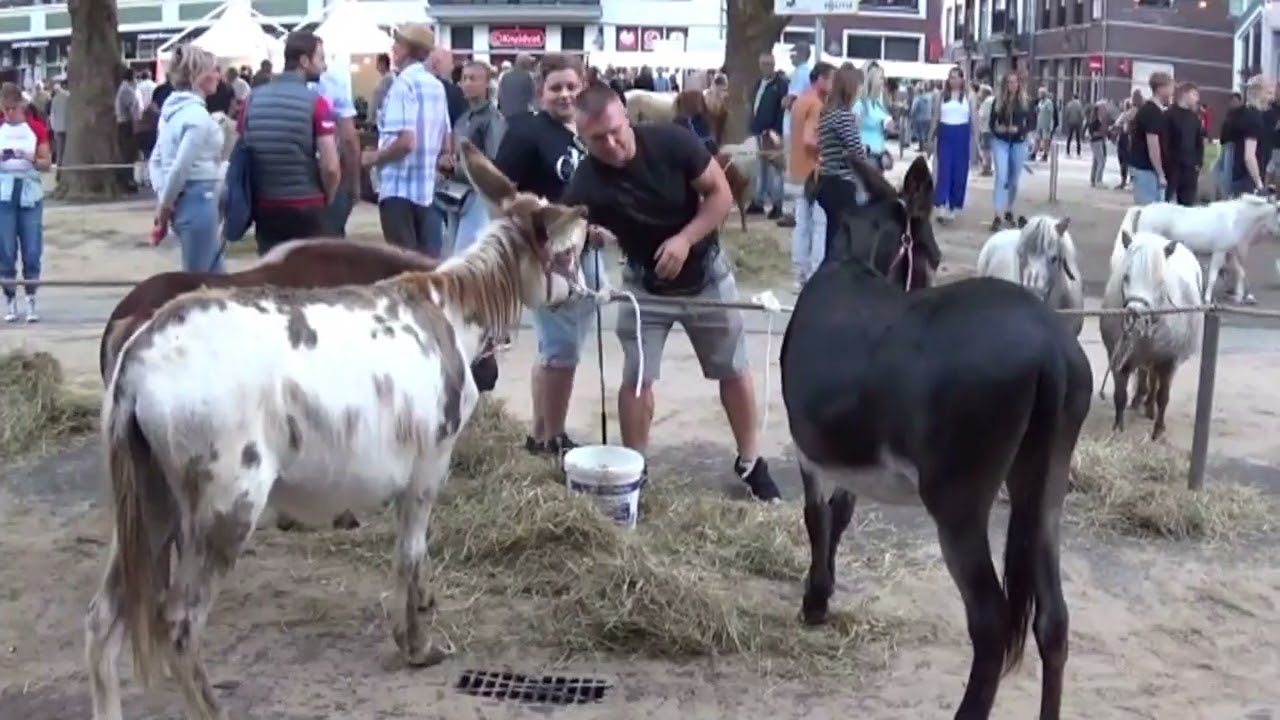 12-8-2024 Ponymarkt Bemmel !!