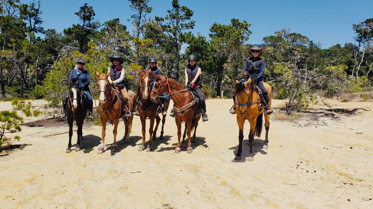 Riding A Young Tennessee Walking Horse - Lots of Stimulus - Cai -Pebble Beach, Ca -Gaited Horses