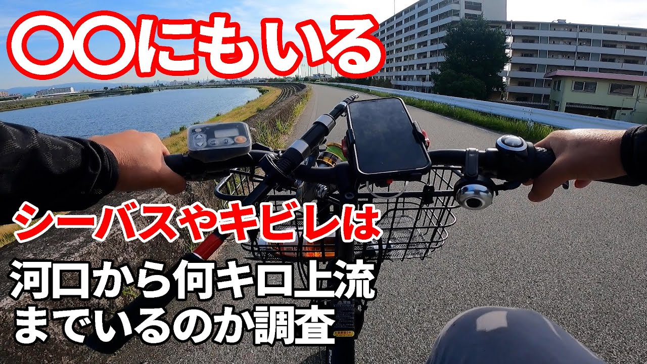 【チニング】キビレやシーバスは河口から何キロ上流まで釣れるのか!?