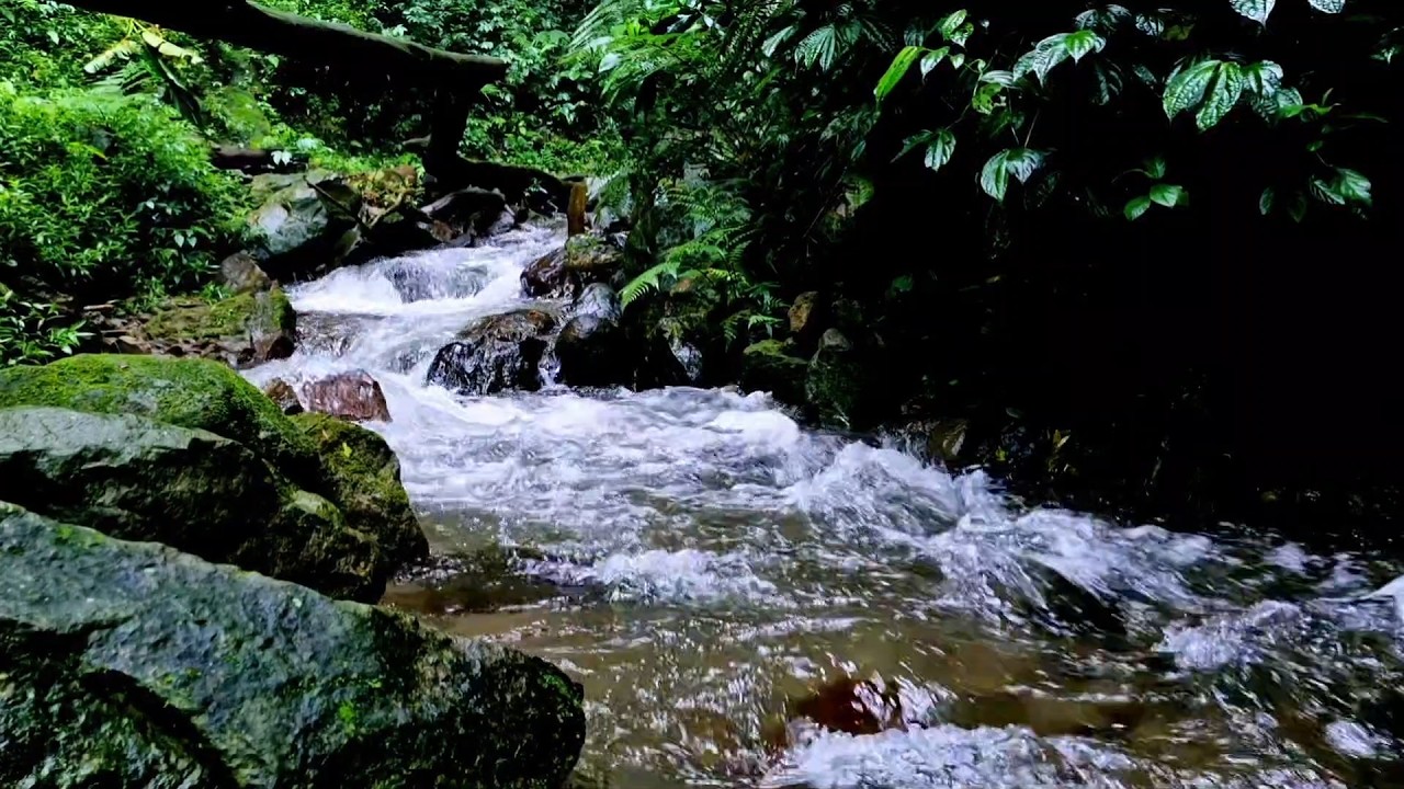 Gentle Flow Stream Ambience  River Sleep White Noise