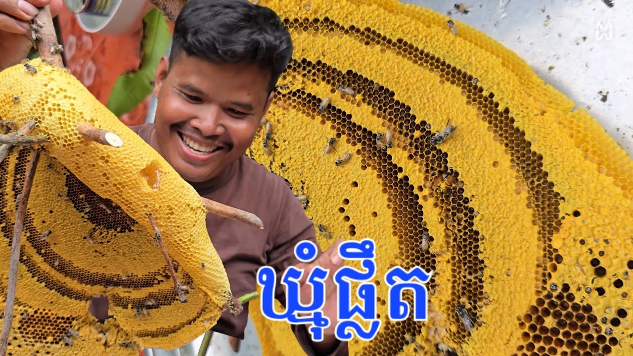  ថ្ងៃនេះ Admin បានឃ្មុំ ផ្លឹត ព្រៃមួយយ៉ាងធំ។ Wild bee 🐝 that a good time ever 