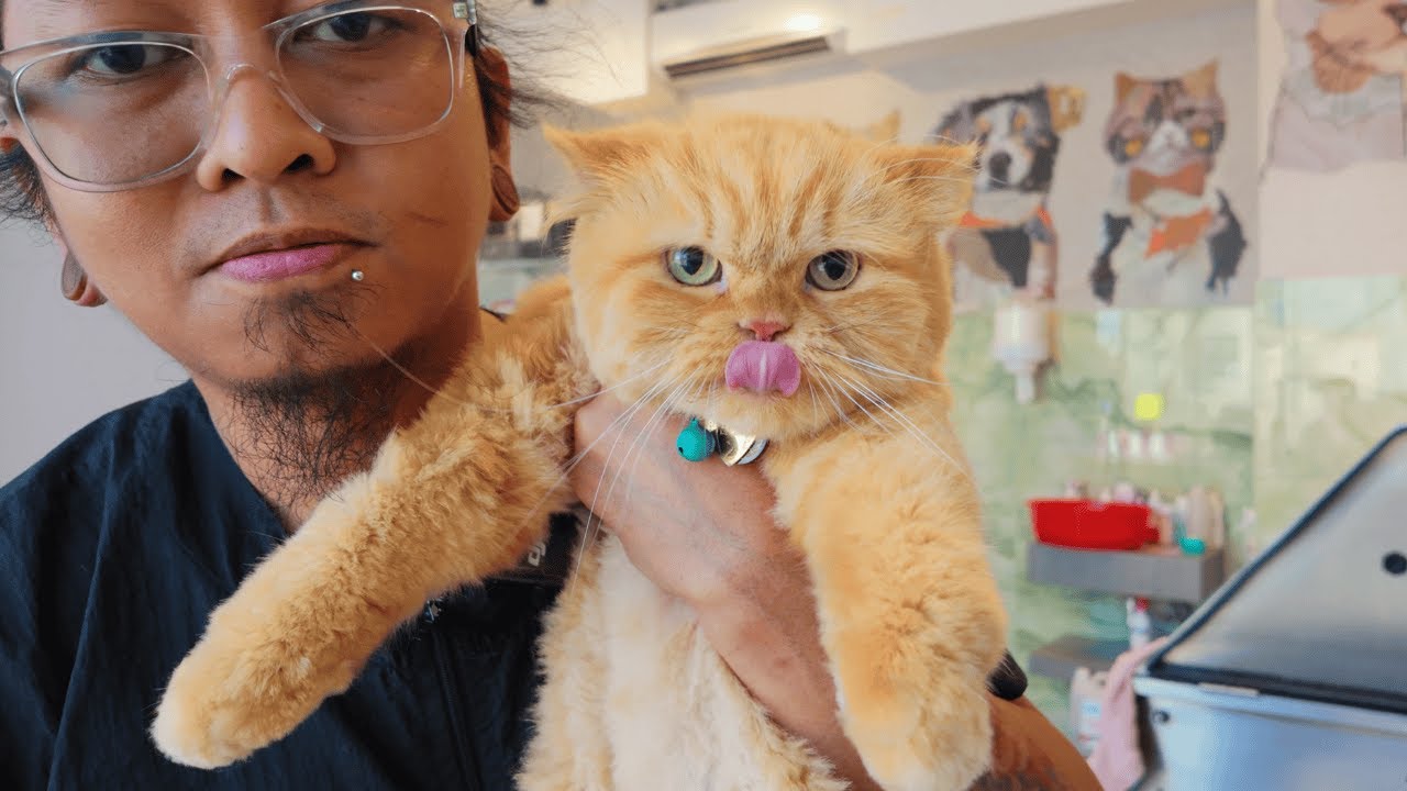 RAJA my Favourite Ginger Cat and How Awesome her Mom Is