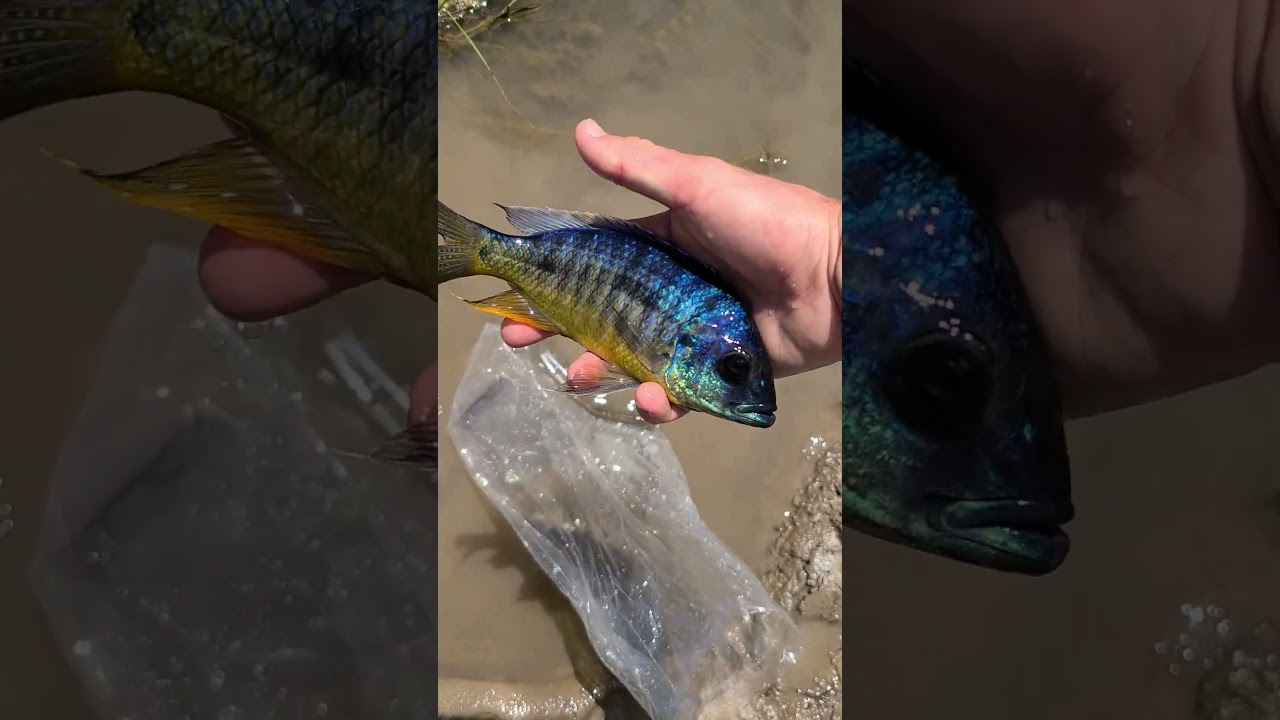 Adding some Fish to the New Pond