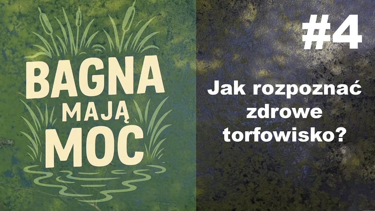 Bagna mają moc #4 Jak rozpoznać zdrowe torfowisko - prof. Mariusz Lamentowicz