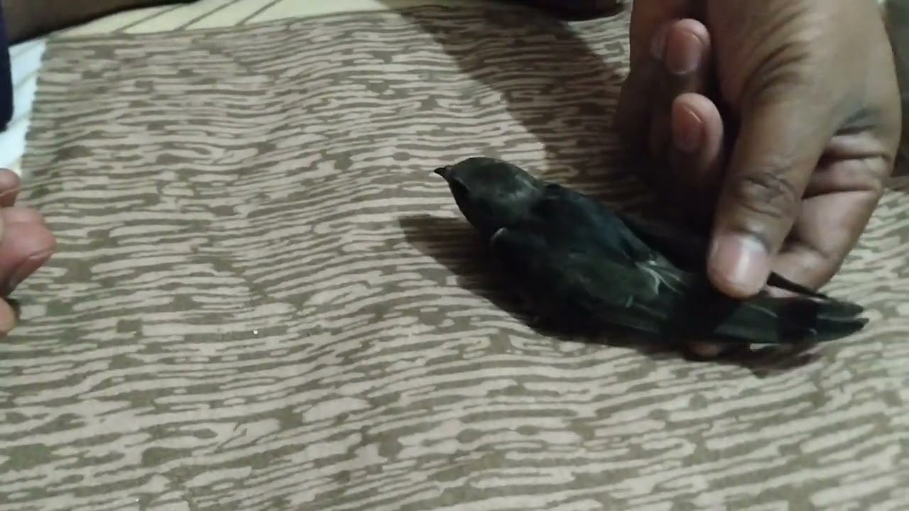 Baby orphan Ababil/Swift feeding.