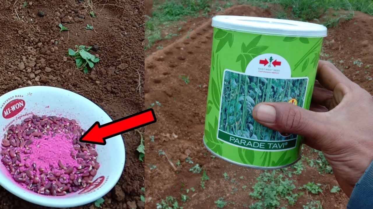 RAHASIA MENANAM KACANG PANJANG AGAR BERBUAH LEBAT