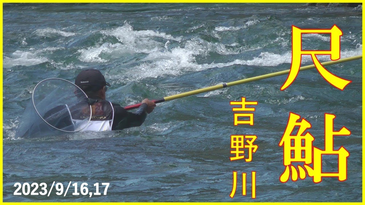 2023/9/16,17 高知県・吉野川【尺鮎を求めて！】釣れたらいいね！なんちゃんチャンネル