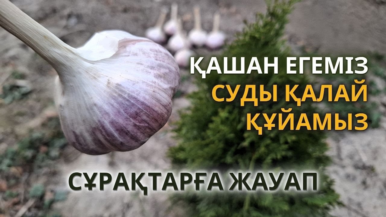 Сарымсақ туралы сұрақтарға жауап