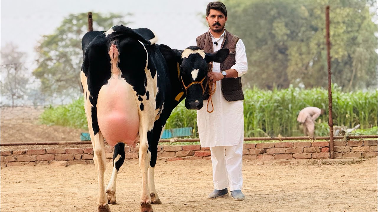 Competition Level Breed 🤩🐄 Available at Gurwinder Dairy Farm 