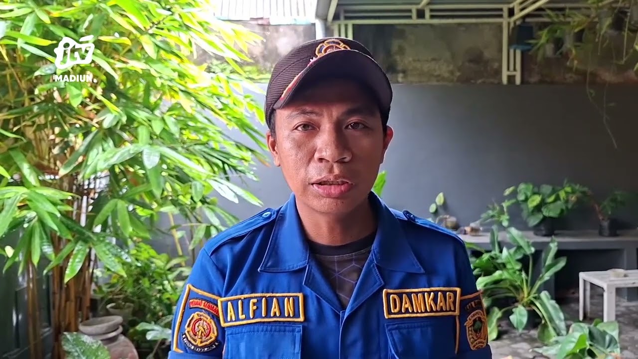 KAB MADIUN - Ular Sanca 3 Meter Separuh Tubuh Membusuk Dievakuasi Damkar