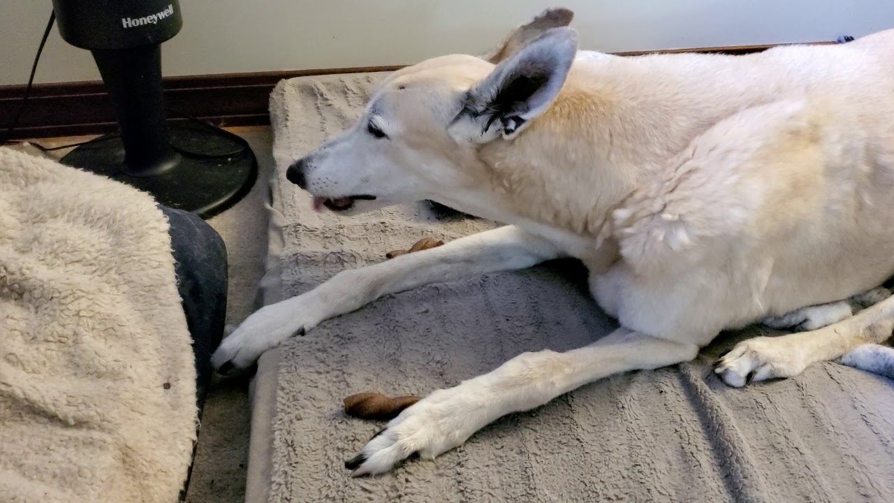 Chili chomping on an Emerald Pet Chicky Twizzy