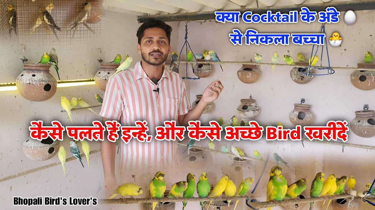 Inhen palna Hai Kitna aasan// kya hua cocktail ke Ande ka Dekho 🤩🐣🐥 #bhooalibirdslovers