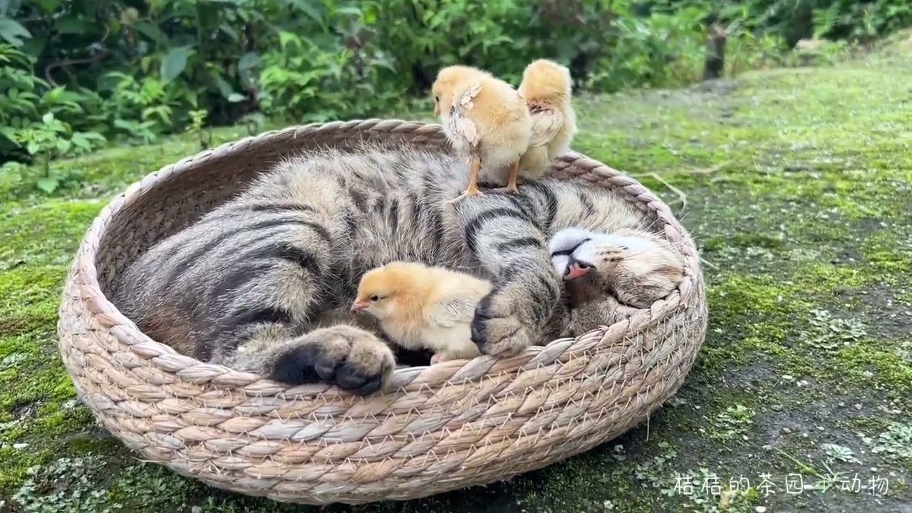 It was a quiet afternoon of striped cats and chicks